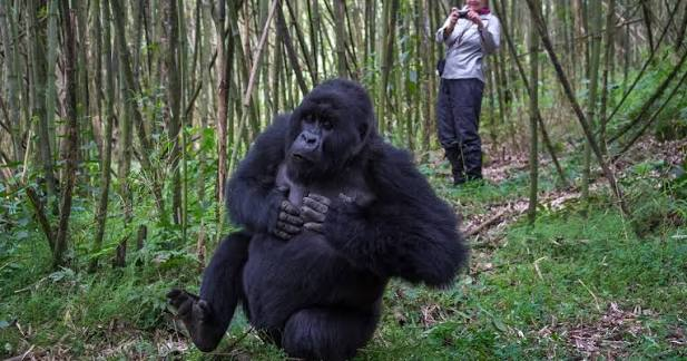 How Fit Do You Need to Be for Gorilla Trekking in Rwanda and Uganda?